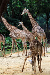 Giraffes in the zoo