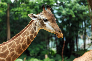 Obraz premium Giraffes in the zoo