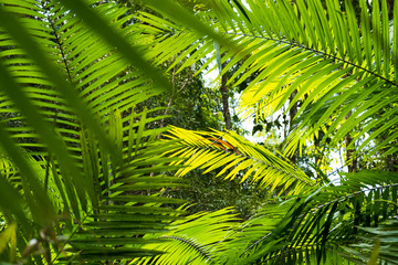 tropical green leaves background . summer concept .