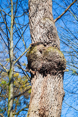 Obraz premium Burl on oak tree trunk on blue sky background