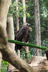 Alpine vultures at the zoo