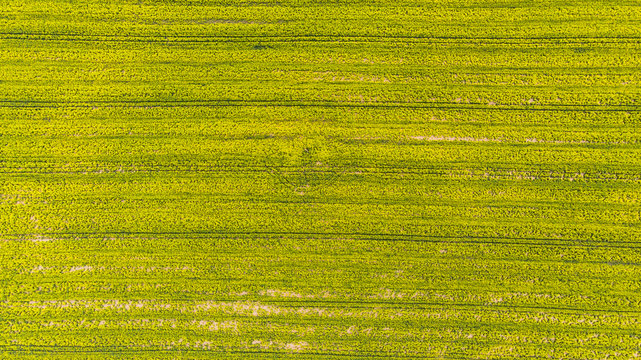 Yellow rape field at early spring, aerial view, drone photo