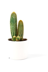 Cactus in a pot on an isolated white background.Minimalism concept