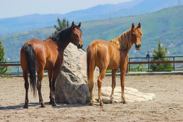 Fototapeta na wymiar young horses of the Arabian purebred breed walk together and look back