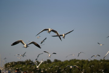 Obraz premium bird