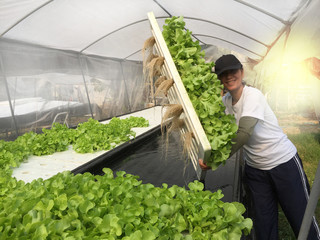 Farmer harvests Hydroponics plants. Aeroponics Salad vegetable.