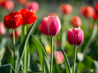 Spring bright colorful tulips in the garden