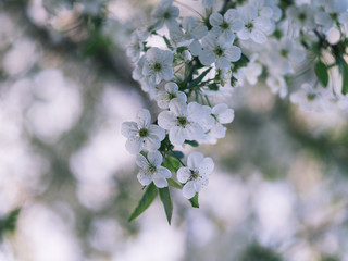 Cherry blossoms in may . Spring flower background