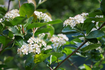 Black chokeberry blossoms (Aronia melanocarpa) in the garden.