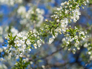 Cherry blossoms in may . Spring flower background