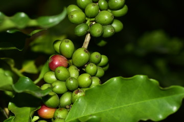 Bunch of green coffee bean.