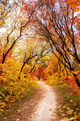 Pathway throught the autumn trees. Autumn park with red and yellow leaves on the bushes and trees.