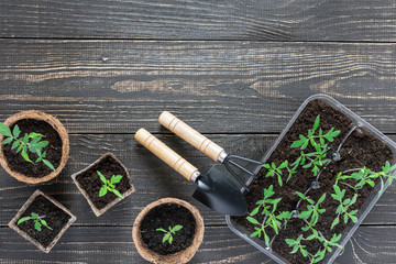 Eco friendly pots with green young seedlings tomato on wooden background, garden trowel and rakes