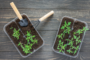 Pots with young tomato sprouts on wooden background , garden trowel and rakes
