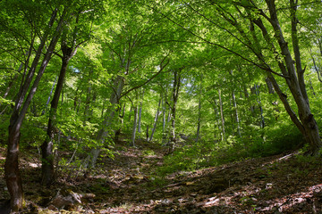 Hiking trail in the mountain forest