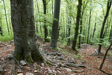 Hiking trail in the mountain forest