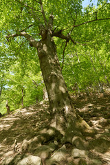 Hiking trail in the mountain forest