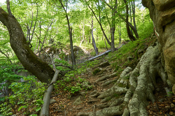 Hiking trail in the mountain forest