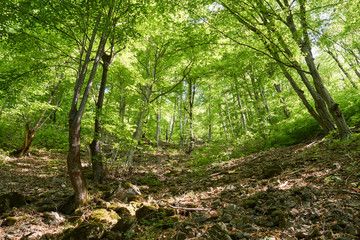 Obraz premium Hiking trail in the mountain forest
