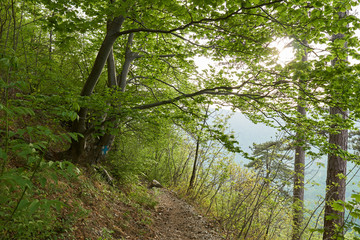 Hiking trail in the mountain forest