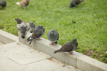 Obraz premium Pigeons sitting on the street.