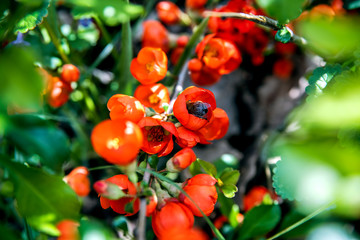 Fototapeta premium A bumblebee in a Chaenomeles japonica flower collects pollen.