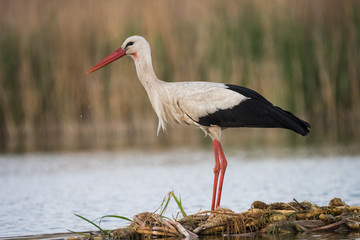 White stork (Ciconia ciconia)