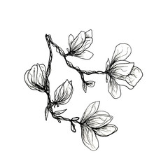 The graphic branch of the magnolia is drawn by hand with a black pen. Magnolia on an isolated white background.