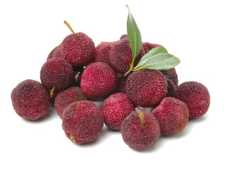 arbutus on white background