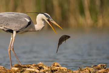 Grey heron is hunting fish in swamp. Bird behavior in natural habitat.