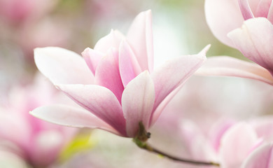 Flower Magnolia flowering against a background of flowers. © lashkhidzetim