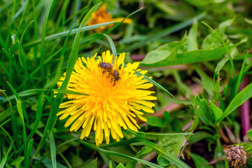 The bee gathers a nectar from a flower of a dandelion in sunny weather_