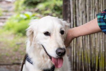 golden retriever in field