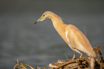 Small yellow heron (Ardeola ralloides) in natural habitat