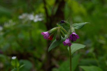 Violet wild bellflower in forest