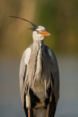 Grey heron (ardea cinerea) in natural habitat. 