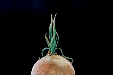 onion