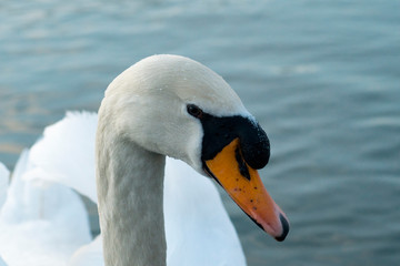 Obraz premium cisne3