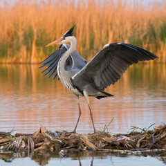 Grey heron (ardea cinerea) in natural habitat. 
