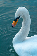 Obraz premium cisne 1