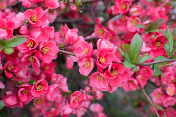 beautiful pink flowers with buds bloomed on a bush in early spring