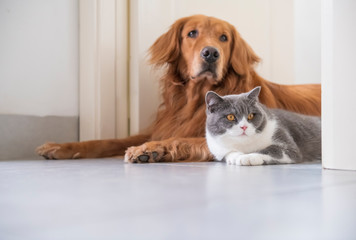 British shorthair and Golden Retriever