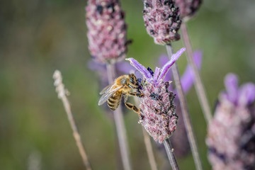 bee on flower