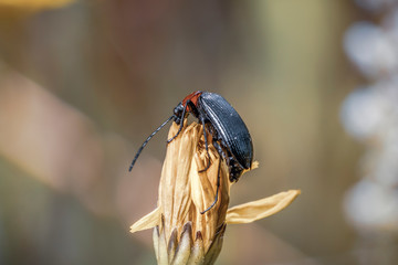 fly on leaf