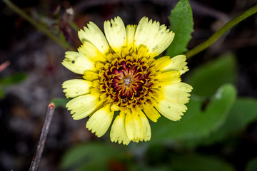 yellow flower in garden
