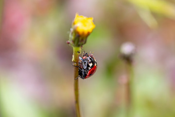 ladybug on a flower