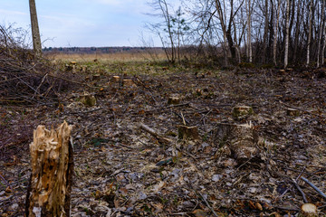 Ecological catastrophe, large-scale felling of the young forest.