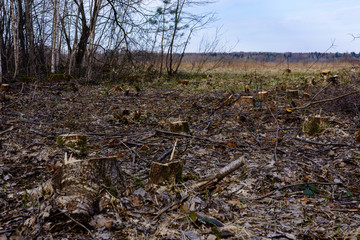Ecological catastrophe, large-scale felling of the young forest.