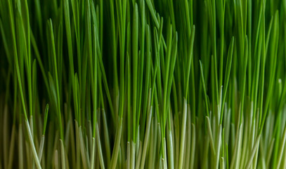 green grass close up 