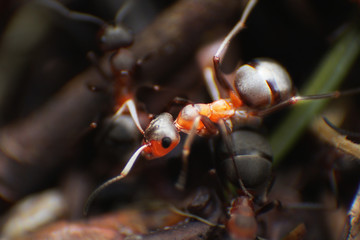 Red ants close up on natural background